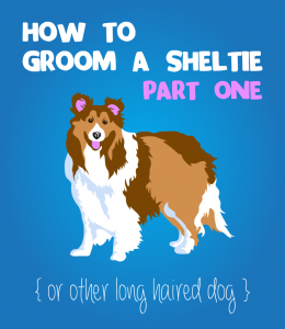 How To Groom A Sheltie Or Long Haired Dog Part 1 The